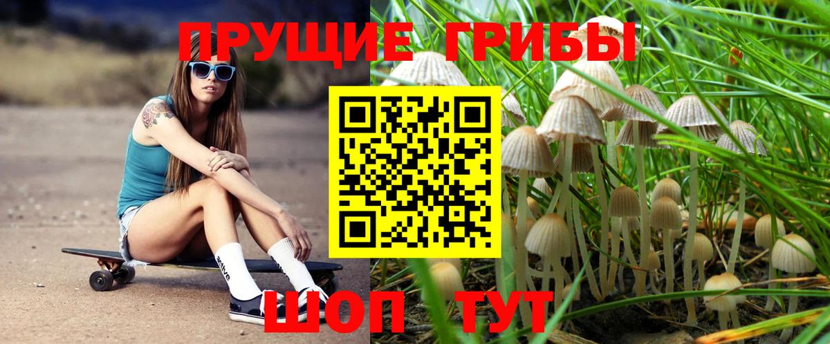 Галлюциногенные грибы Cubensis Саяногорск